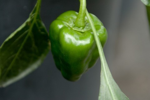 ピーマンを作ろう 初心者でも簡単 優しい育て方 野菜を作ろう 初心者の私でも栽培できました 優しい育て方